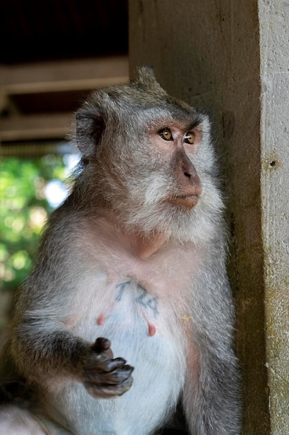 Crabeating macaques Macaca fascicularis lat at Monkey Forest in Ubud Bali Indonesia