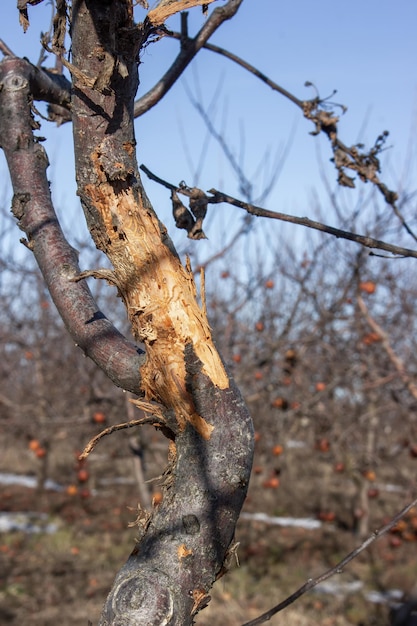 Cracked bark of apple trees Fruit tree disease