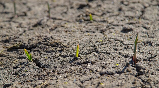 Cracked, scorched earth after drought