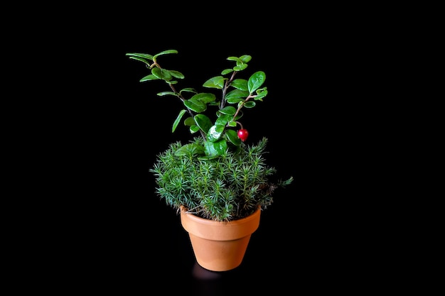 A cranberry bush with berries, moss Polytrichum Commune or Sphagnum grows in a small ceramic flower pot on a black background