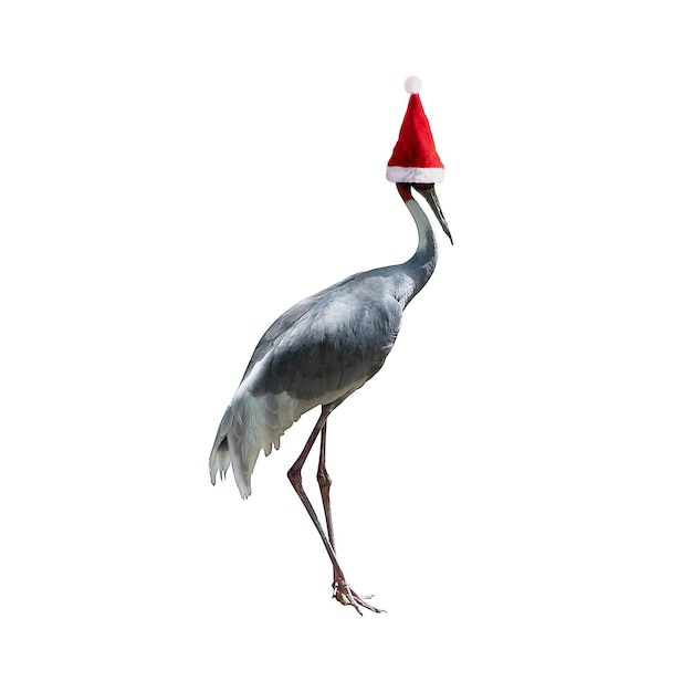 Crane bird in Santa Claus hat isolated over white background, merry christmas concept