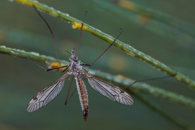 Crane fly is a common name referring to any member of the insect family Tipulidae