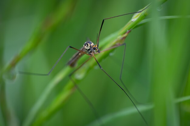 Crane fly (Nephrotoma pratensis) sitting on a leaf