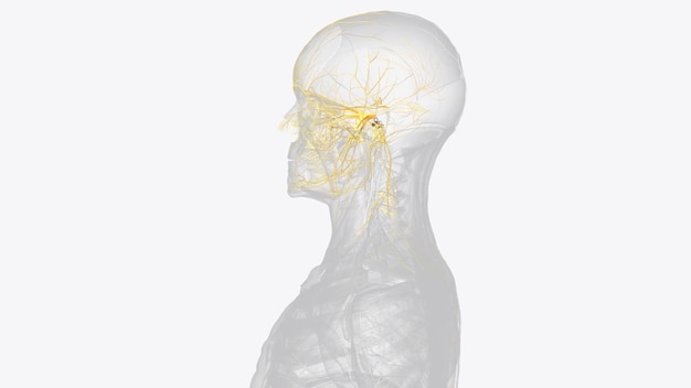 Photo the cranial nerves are 12 pairs of nerves that can be seen on the ventral bottom surface of the brain