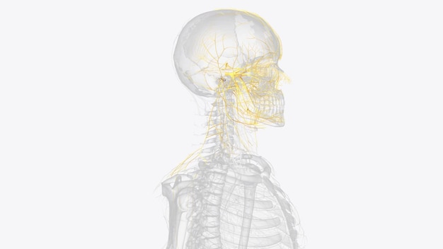 Photo the cranial nerves are 12 pairs of nerves that can be seen on the ventral bottom surface of the brain