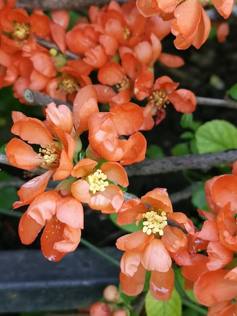 Cranso red quince flowers applequince queen apple quince tree membrillo