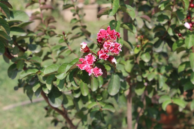 Crape myrtle crepeflower or summer lilac flowers