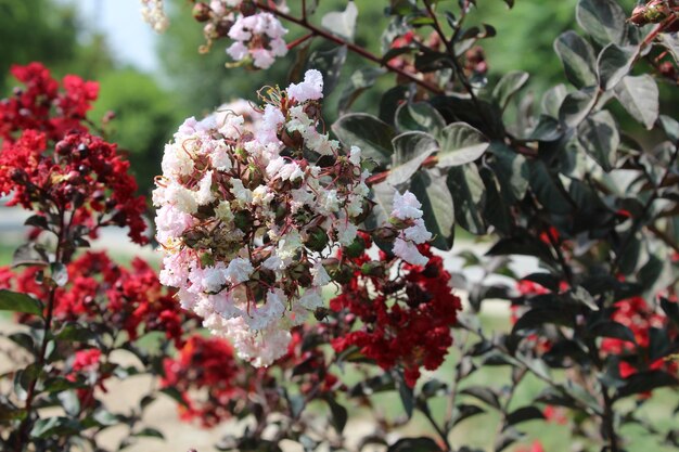 Crape myrtle crepeflower or summer lilac flowers