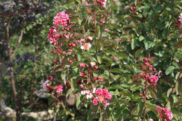 Crape myrtle crepeflower or summer lilac flowers