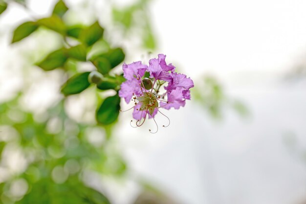 Crape myrtle flowers