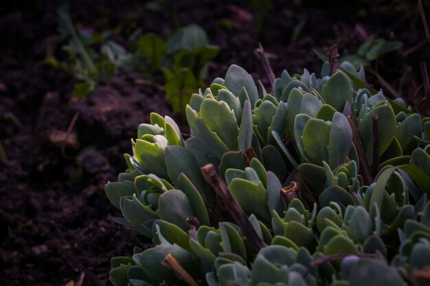 Crassula in the garden