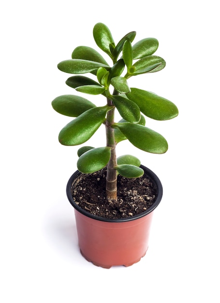 Crassula ovata in a flower pot isolated on white surface