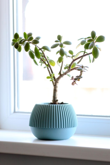 Crassula ovata near the window Houseplant in pot on window