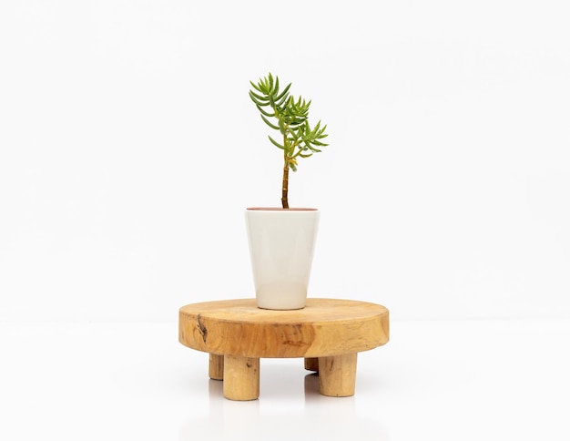 Photo crassula tetragona small plant in white ceramic pot with a wooden stand