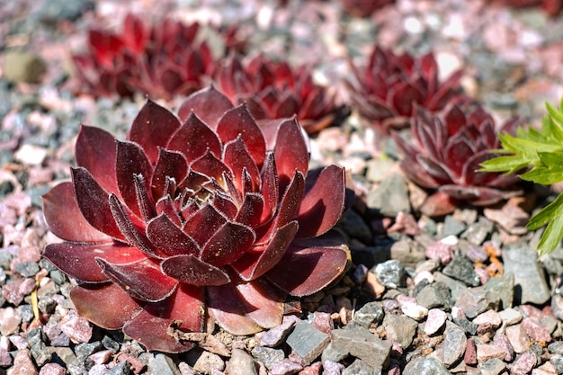 Crassulaceae Sempervivum Stone rose or hare cabbage a genus of plants of the Crassulaceae