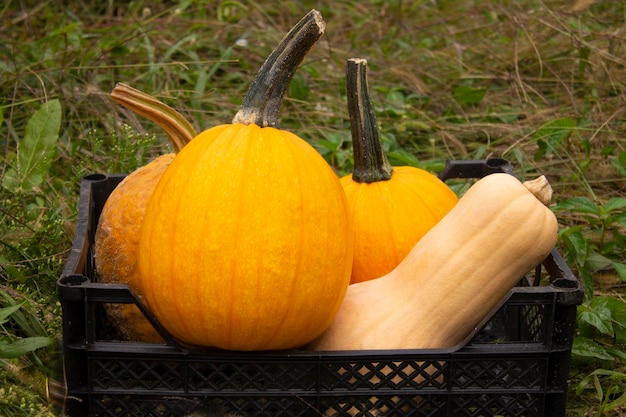 A crate of pumpkins is shown in this photo.