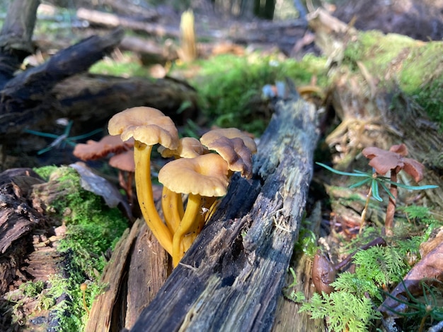 Craterellus tubaeformis Funnel Chanterelle Yellowfoot mushroom in forest Selective focus