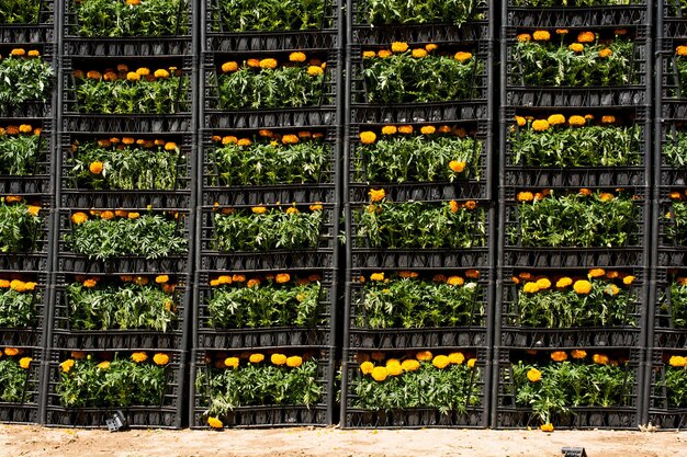 Crates of Flowers