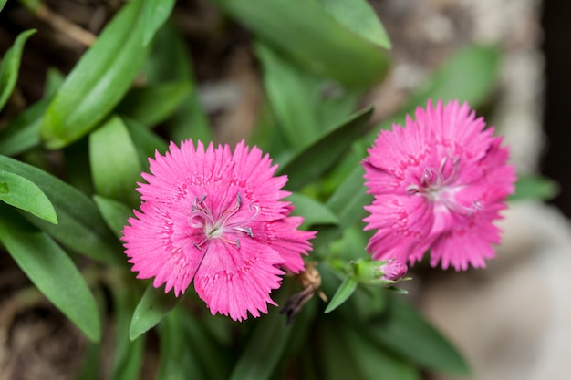 Cravina dianthus chinensis  Flowers