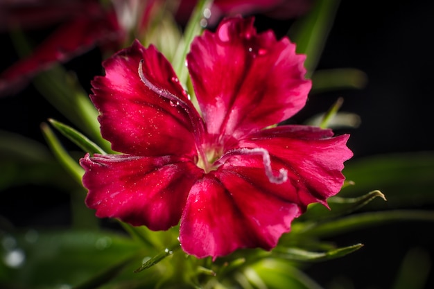 Cravina dianthus chinensis  Flowers