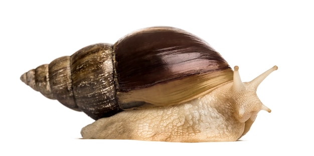 Crawling giant African snail, isolated on white