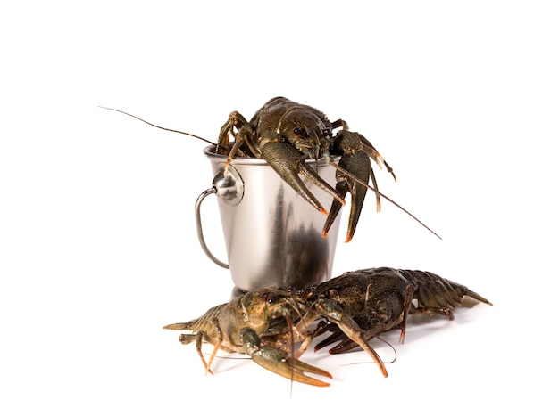 Crayfish live placed into metallic bucket isolated on a white background. Raw crawfish. Fresh seafood snack.