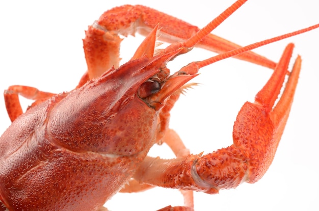 Crayfish on a white background