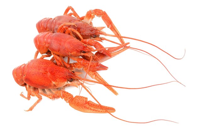 Crayfish on a white background