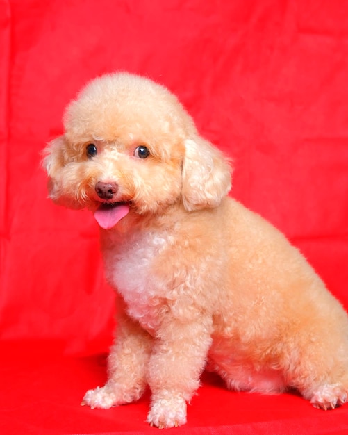 Cream creamy female poodle dog photo shoot session on studio with red color background and happy expression