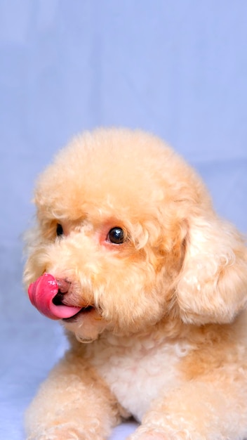 Cream creamy female poodle dog photo shoot session on studio with red gray blue background and happy expression