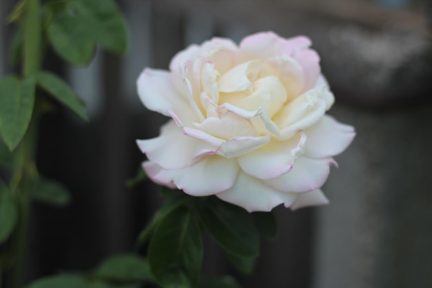 Creamcolored blooming rose flower closeup