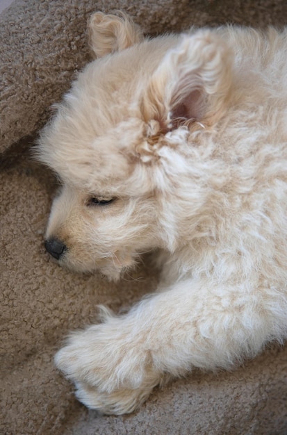 A creamcolored poodle puppy sleeps on a soft couch