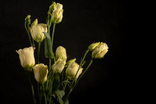 Creamy eustomas. Delicate flower arrangement on a black wall. Low key photography. Copy space. Blur and selective focus