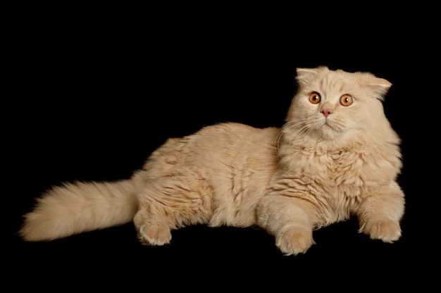 Creamy scottish highland six monthes cat isolated on black