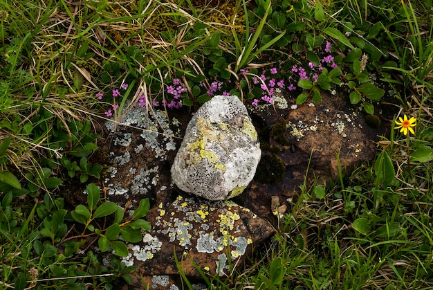 Created by nature composition of stones and flowers in the mountain tundra