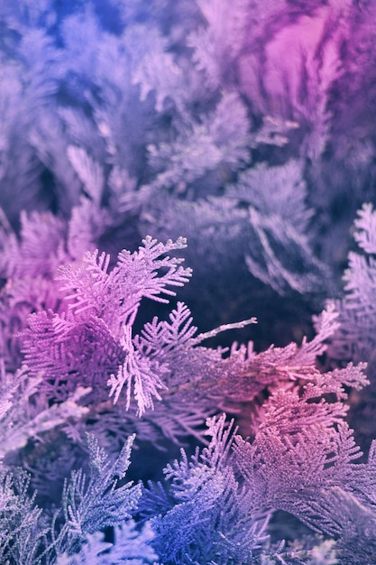 Creative background of thuja branches and soft blurry shadows from the branches in neon purple Magic dreams and romance concept Selective focus