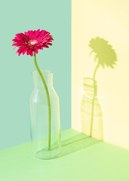 Creative composition with a gerbera flower in a glass vase against multicolored background