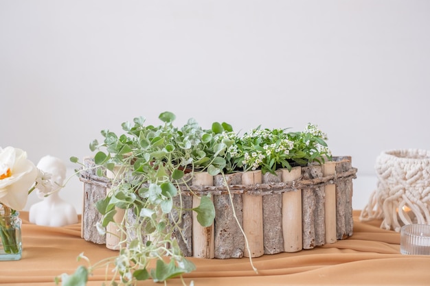 Creative composition with textile decorative wooden flower pot with plants transparent glas