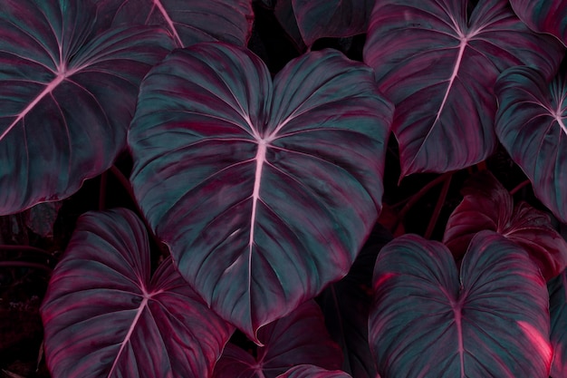 Creative fluorescent tropical background of tropical plant leaves