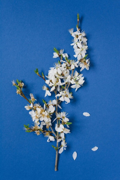 Creative greeting card for Easter or Mother's Day A branch with apple blossoms on a blue background