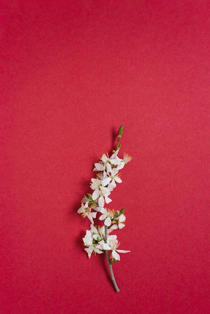 Creative greeting card for Easter or Mother's Day A branch with apple blossoms on a burgundy background