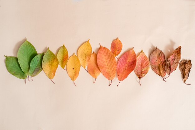 Creative layout of colorful autumn leaves. Flat lay. Season .