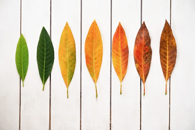 Photo creative layout of colorful autumn leaves. flat lay on white wooden background.