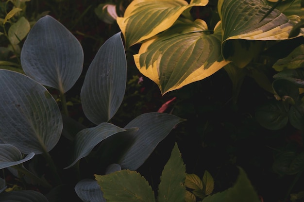 Creative layout of green leaves The apartment was lying Natural wallpaper concept