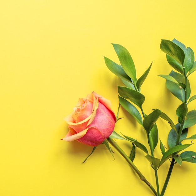 Creative layout made of pink flowers and ruscus twigs on yellow background