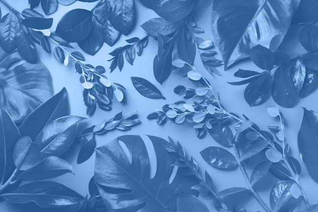 Creative layout made of tropical leaves in monochrome color. Trendy blue and calm color. Flat lay. Top view.