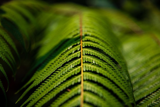 Creative nature background with a pattern of green leaves The natural concept