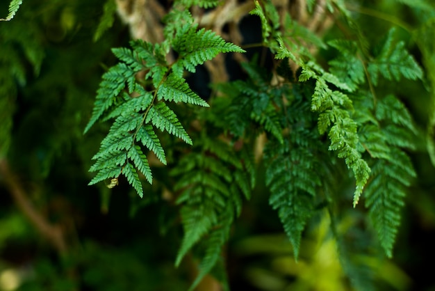 Creative nature layout made of tropical leaves and flowers. 