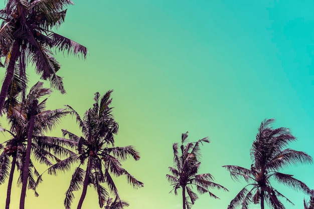 Creative nostalgic background with palm trees against the sunset with a copy of the space