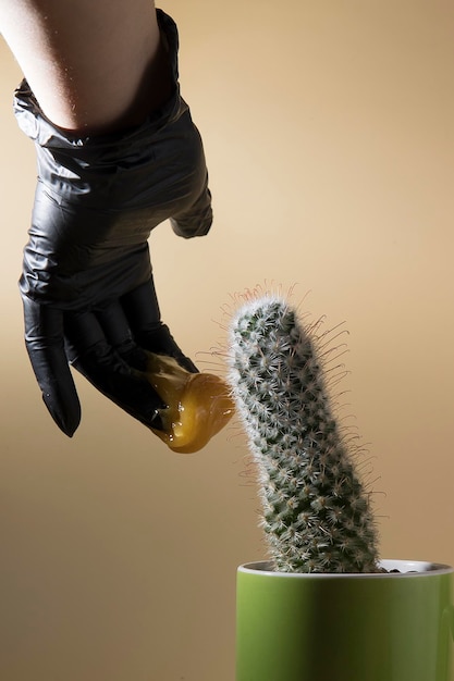 Creative photo of sugaring epilation cactus with hair removal items